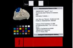 Foto (Objekt + Etikett) von Tenuihomola ortwini (Feldmann & Schweitzer, 2009)  (NHMW-GEO-1990-0041-2915)